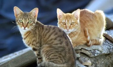 Consejos para minimizar la alergia a los gatos en primavera