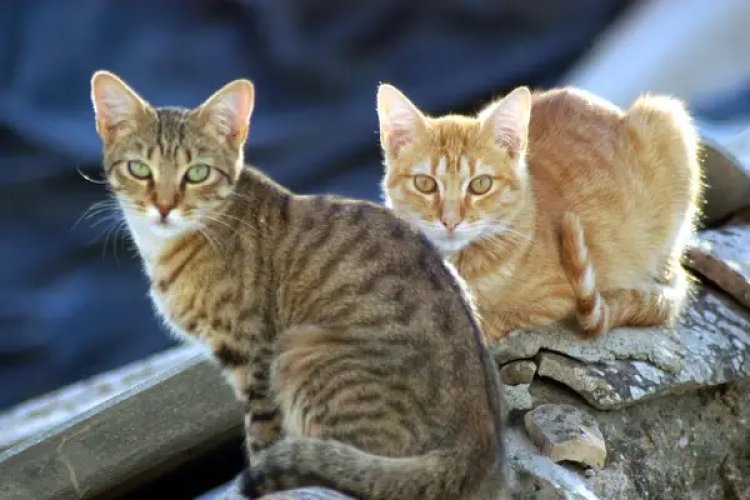 Consejos para minimizar la alergia a los gatos en primavera