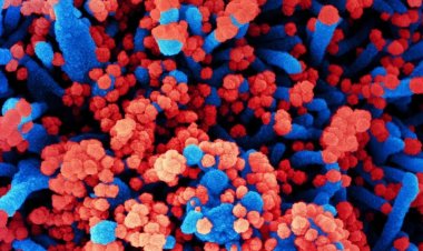 La OMS investiga si el confinamiento y las mascarillas podrían estar detrás de los brotes de hepatitis infantil