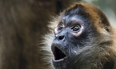 Si es que te tienes que reír