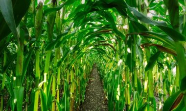 Alimentos modificados genéticamente