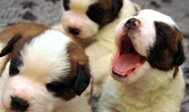 Beneficios de tener una mascota