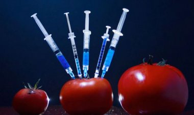 Alimentos transgénicos