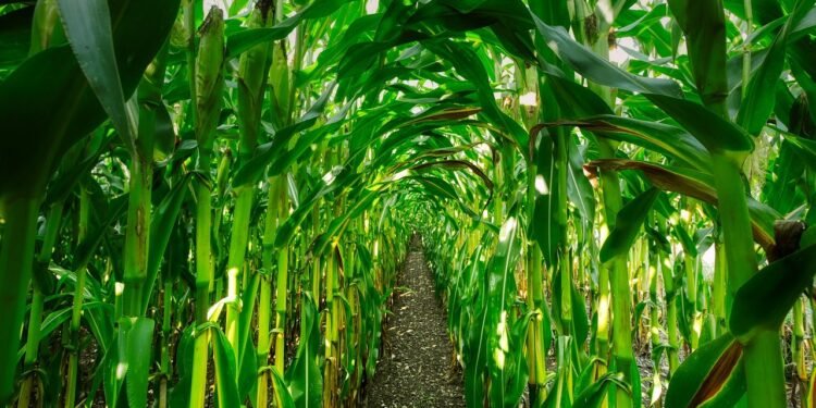 Alimentos modificados genéticamente