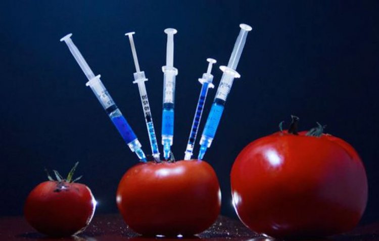 Alimentos transgénicos