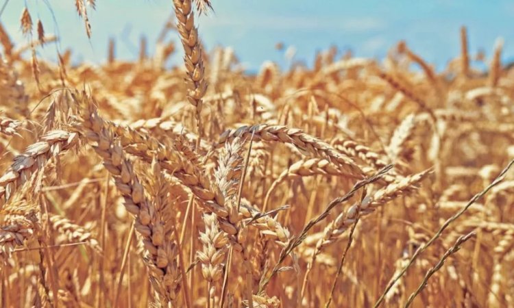 Intentan imponernos una crisis alimentaria artificial