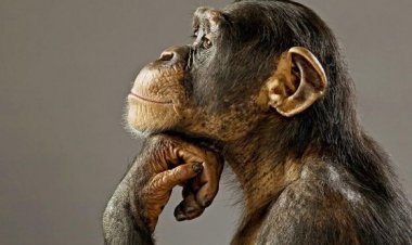 La hibridación de humanos se camuflará con las nuevas técnicas de estética para ser mezclados entre los humanos: los filtros faciales