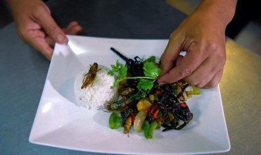 Estudiantes del Reino Unido serán alimentados con bichos