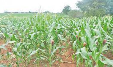 Están hablando de un decreto ley para prohibir la compra venta de semillas y animales de granja.