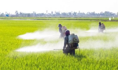 Alertan de un pesticida tóxico que está matando a las abejas