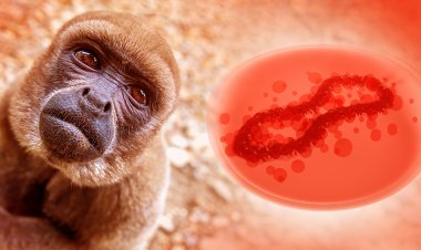 La OMS investiga los informes sobre el virus de la viruela del mono en el semen