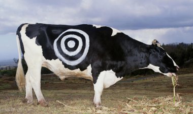 Alimentar al mundo con carne artificial cultivada en laboratorio