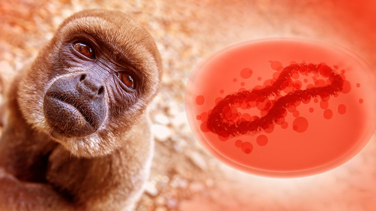 La OMS investiga los informes sobre el virus de la viruela del mono en el semen