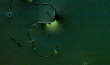 Y LO SIGUEN NEGANDO!!