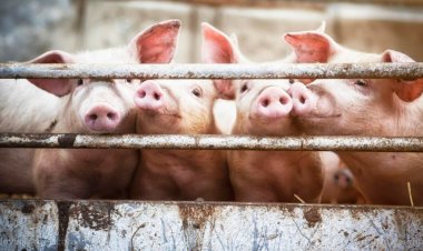 Los productores ganaderos ahora están a solo DÍAS de quedarse sin alimento para animales