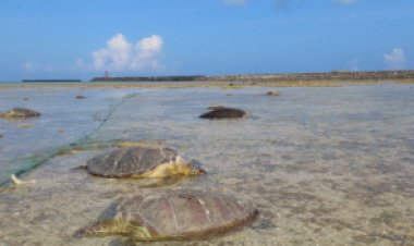 Extraño fenómeno en Japón