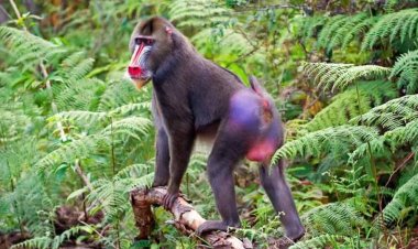 ¡¡Bombazo!! Documento del Ministerio de Sanidad en el que desmonta, a la vez, la farsa de la viruela del mono y del coronavirus