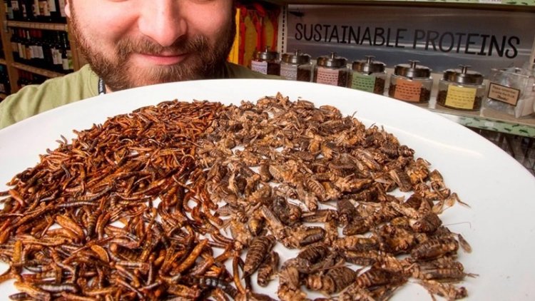 Empiezan a producir comida de insectos…que crean ellos que vamos a comer esto…