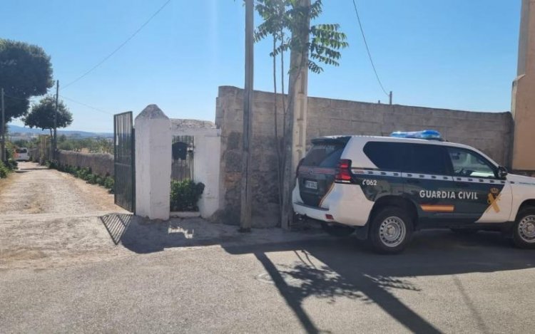 La Guardia Civil incauta un centenar de corderos