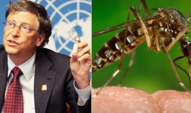 Bill Gates cría 30 millones de mosquitos transgénicos