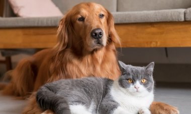 Cuidados de perros y gatos mayores