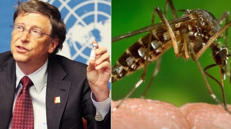 Bill Gates cría 30 millones de mosquitos transgénicos