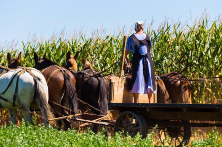 Allanan una granja Amish por cultivar de forma natural y criar ganado