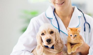 Se las llevarían al trabajo si estuviera permitido