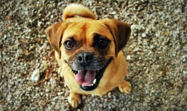 Tus mascotas también sonríen