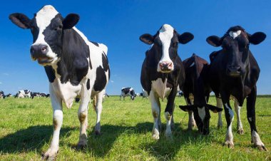 En Nueva Zelanda impuesto a los ganaderos