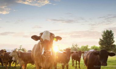 Hasta dónde llega la paranoia en Australia