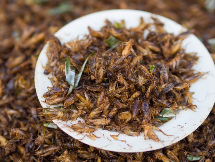 El gobierno británico financia experimentos que implican alimentar a niños africanos INSECTOS