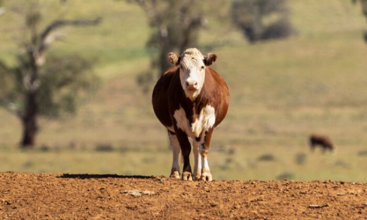 Pretenden dar píldoras a las vacas