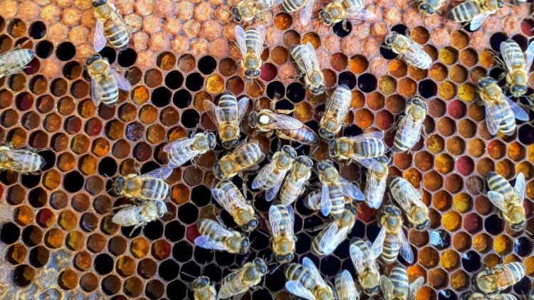 Un enjambre de abejas puede electrificar el aire y cambiar el clima
