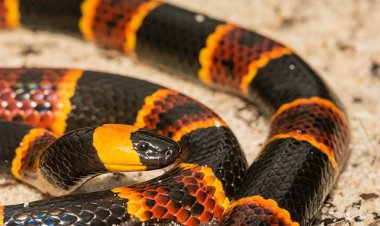 Encuentran docenas de péptidos de veneno