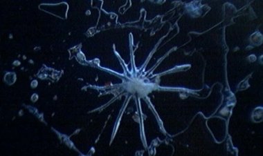 Chemtrails Y Morgellons