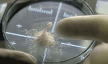 El falso virus cov19 así como la falsa vacuna son las mismas armas de AI nanotecnológica hidrogel