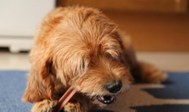 Suplementos alimenticios para perros