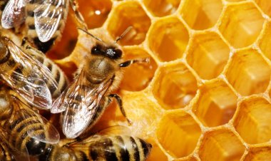 Quieren vacunar a las abejas