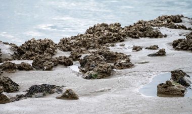 Ostras: la tecnología natural de bajo coste para limpiar y depurar el agua del mar