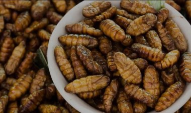 El consumo de insectos conlleva riesgos para la salud