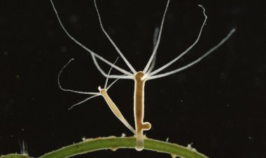 Parásitos mortales encontrados en las vacunas COVID 19