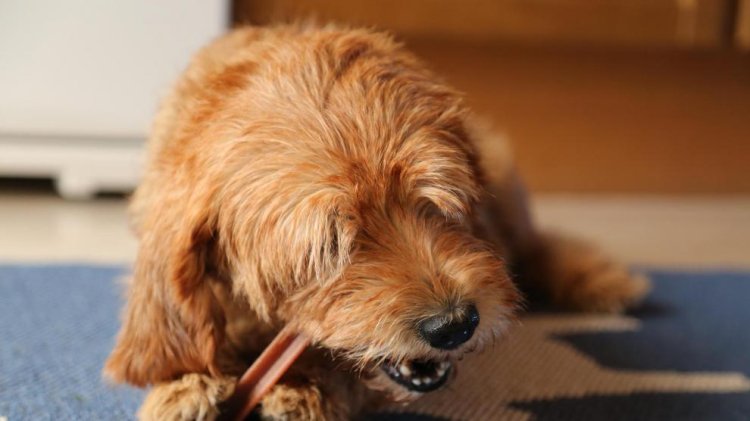 Suplementos alimenticios para perros