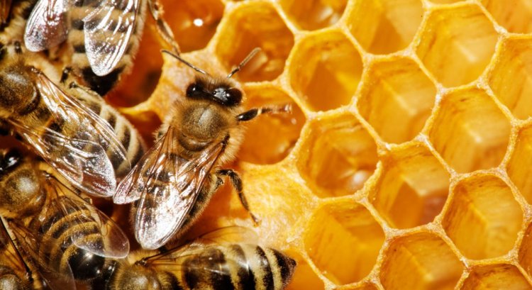 Quieren vacunar a las abejas