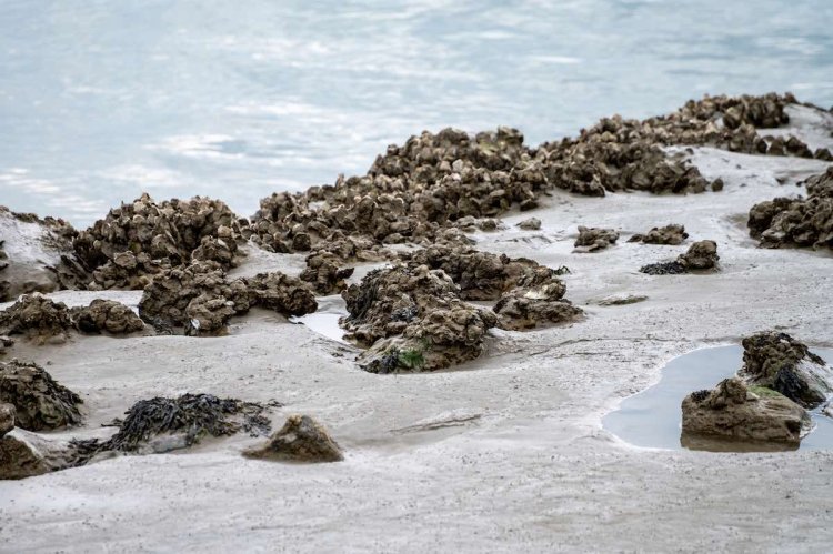 Ostras: la tecnología natural de bajo coste para limpiar y depurar el agua del mar