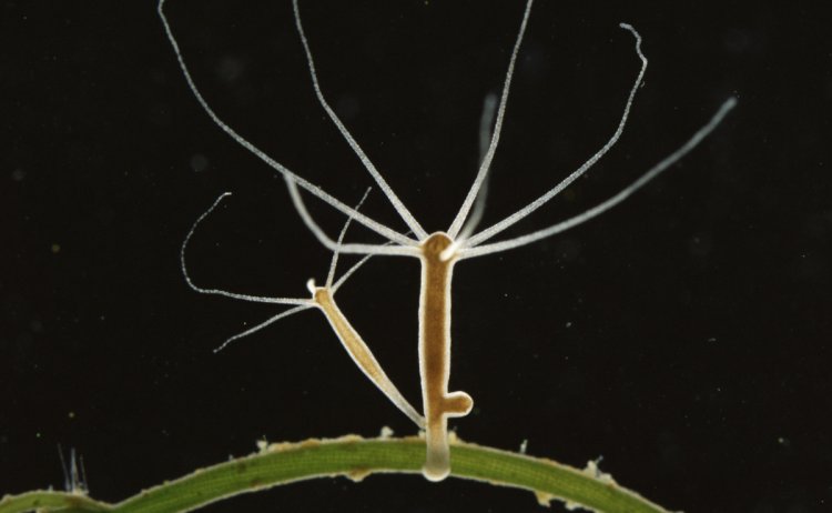 Parásitos mortales encontrados en las vacunas COVID 19