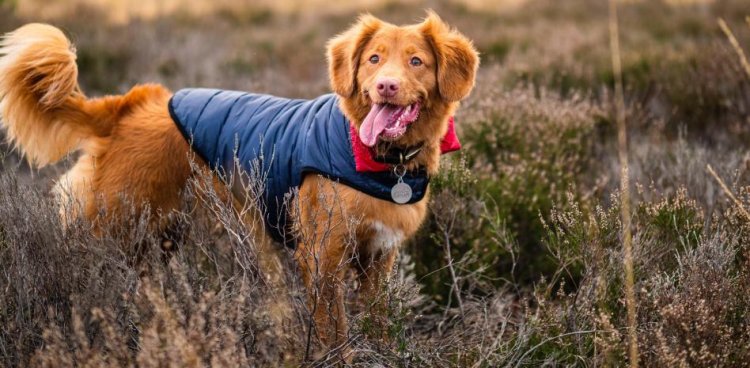 Camitas y mantas para proteger a tu perro del frío