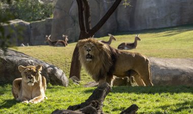 Amor por la naturaleza en València