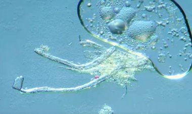 Homo chimericus - Bombazo!!