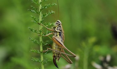 Insectos, quitina, chitosán, grafeno